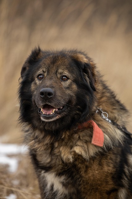 Adopting a Rescue Pet: What You Should Know