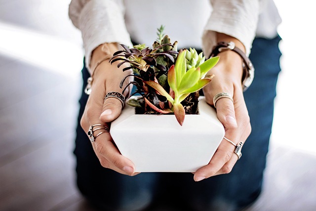 Beginner's Guide to Indoor Plants: Easy Care for Green Thumbs