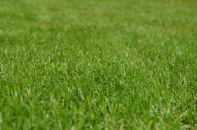 Lawn Care Calendar: What to Do Each Month for a Perfect Lawn