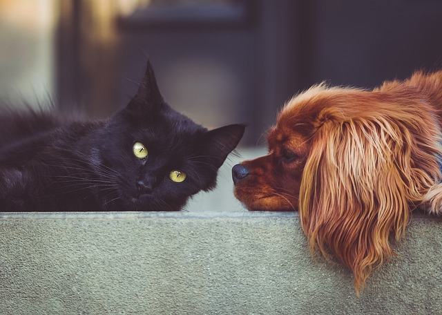 Luna Dominates: The Top Dog and Cat Name Trends of 2025 Revealed