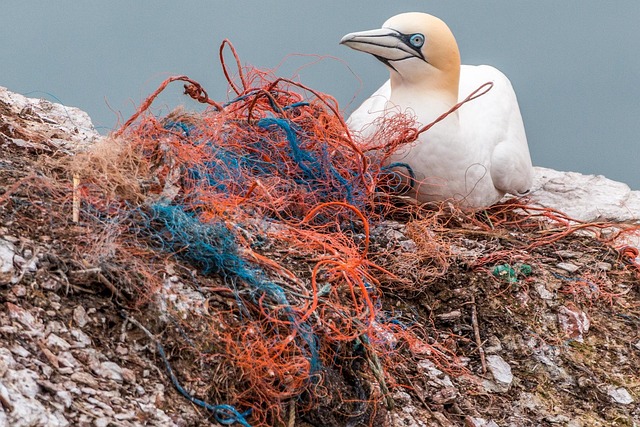 Plastic Pollution Crisis: 5 Breakthrough Technologies to Clean US Coastlines