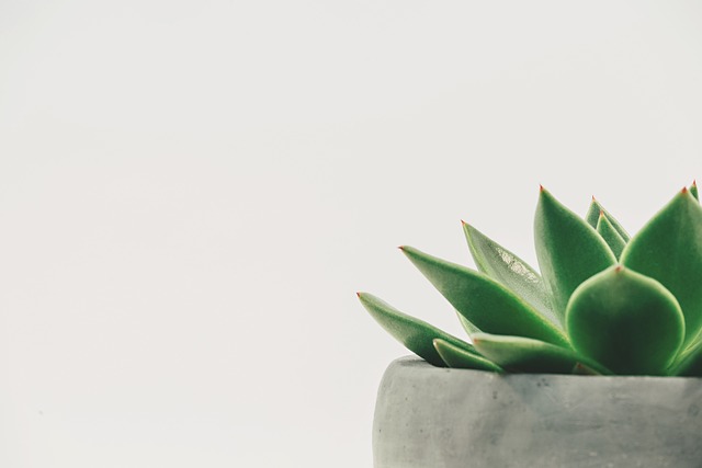 Simple Swaps for a More Sustainable Lifestyle