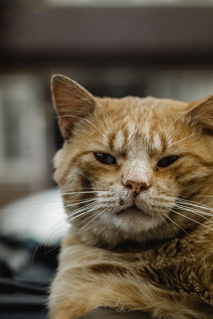 The Feline Economy: Why Cat Adoption is Outpacing Dogs in 2025