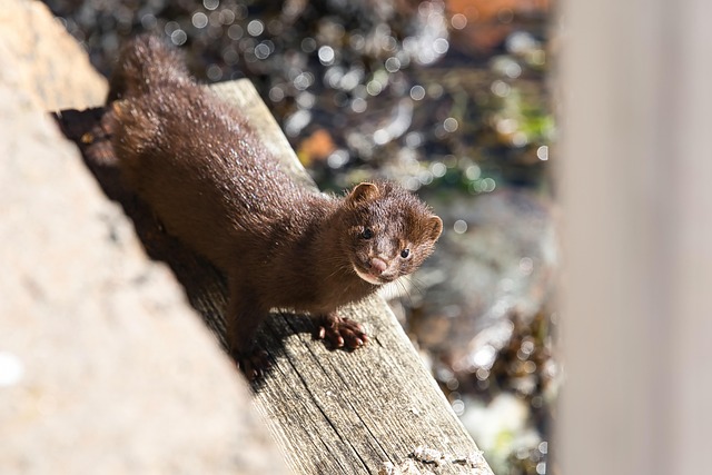 The Sea Mink Mystery: Was the North American Mammal Truly a Distinct Species?