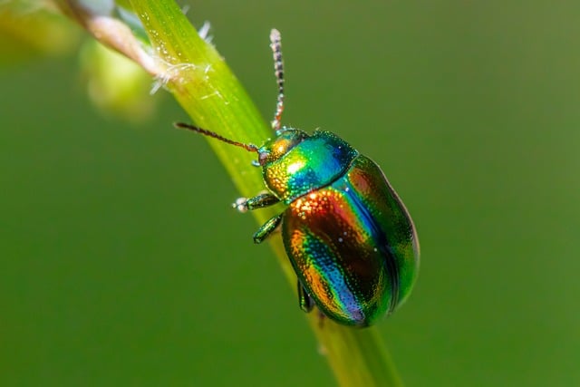 The Ultimate Guide to Getting Rid of Common Garden Pests Naturally
